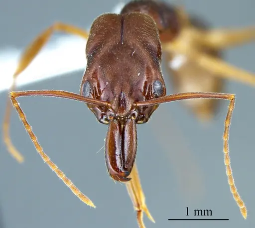 Odontomachus meinerti specimen ANTWEB1041402 image antweb1041402_1