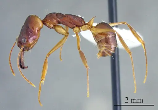 Odontomachus meinerti specimen ANTWEB1041402 image antweb1041402_2