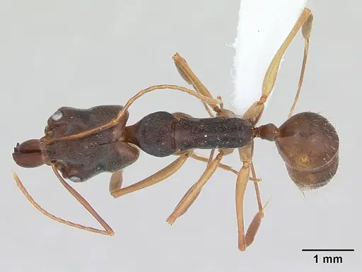 Odontomachus meinerti specimen CASENT0173538 image casent0173538_1