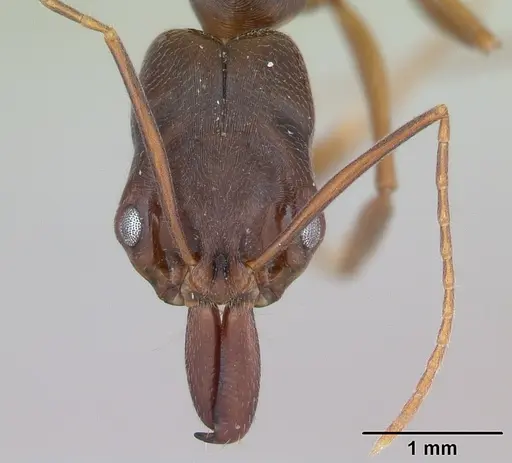 Odontomachus meinerti specimen CASENT0173538 image casent0173538_2
