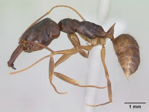 Odontomachus meinerti specimen CASENT0173538 image casent0173538_3
