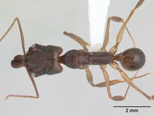 Odontomachus meinerti specimen CASENT0178690 image casent0178690_1