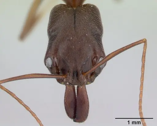 Odontomachus meinerti specimen CASENT0178690 image casent0178690_2