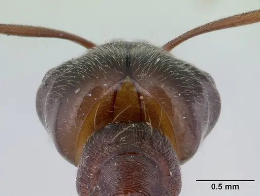 Odontomachus meinerti specimen CASENT0178690 image casent0178690_3