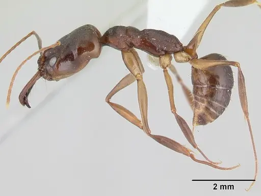 Odontomachus meinerti specimen CASENT0178690 image casent0178690_4