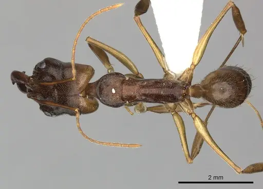 Odontomachus meinerti specimen CASENT0270609 image casent0270609_1