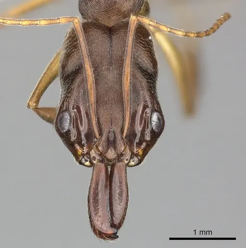 Odontomachus meinerti specimen CASENT0270609 image casent0270609_2