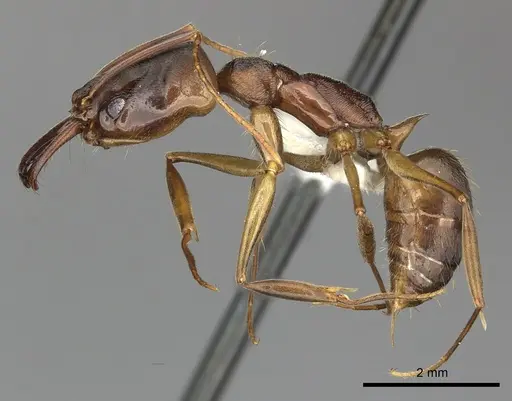Odontomachus meinerti specimen CASENT0270609 image casent0270609_3