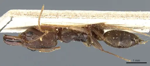 Odontomachus meinerti specimen CASENT0904009 image casent0904009_1