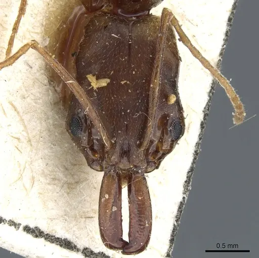 Odontomachus meinerti specimen CASENT0904009 image casent0904009_2