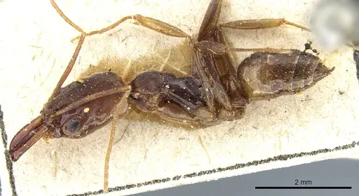 Odontomachus meinerti specimen CASENT0904009 image casent0904009_3