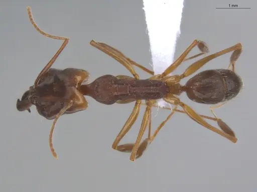 Odontomachus meinerti specimen ECOFOG-IT14-0568-13 image ecofog-it14-0568-13_1