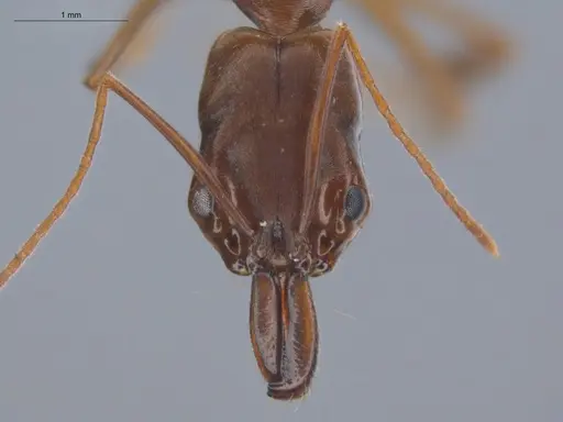 Odontomachus meinerti specimen ECOFOG-IT14-0568-13 image ecofog-it14-0568-13_2