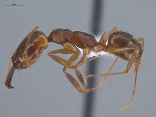 Odontomachus meinerti specimen ECOFOG-IT14-0568-13 image ecofog-it14-0568-13_3