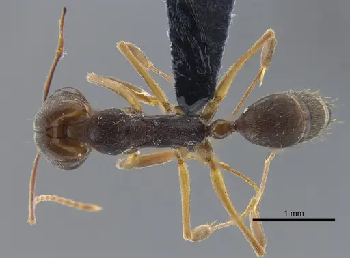 Odontomachus meinerti specimen IAVH-E-222337 image iavh-e-222337_1