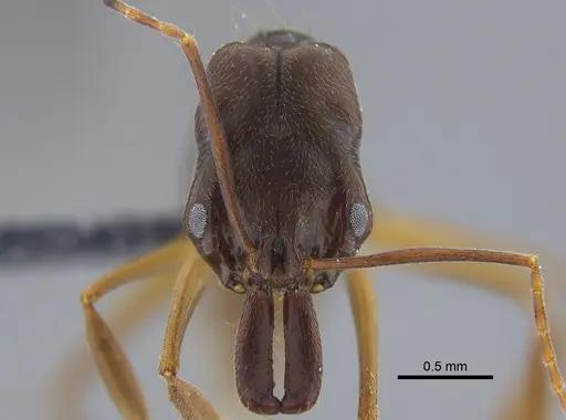 Odontomachus meinerti specimen IAVH-E-222337 image iavh-e-222337_2