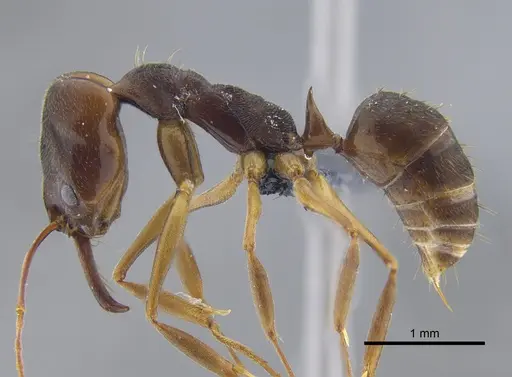 Odontomachus meinerti specimen IAVH-E-222337 image iavh-e-222337_3