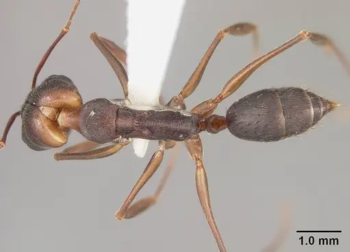 Odontomachus meinerti specimen USNMENT00413813 image usnment00413813_1