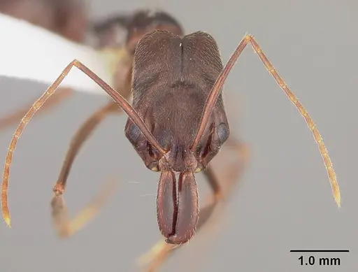 Odontomachus meinerti specimen USNMENT00413813 image usnment00413813_2