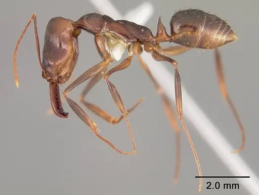 Odontomachus meinerti specimen USNMENT00413813 image usnment00413813_3