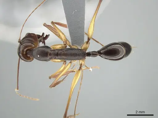 Odontomachus minangkabau specimen ZRC image zrc_ent00000653_1
