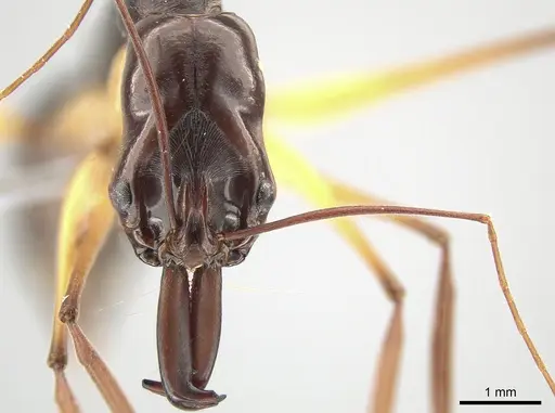 Odontomachus minangkabau specimen ZRC image zrc_ent00000653_2