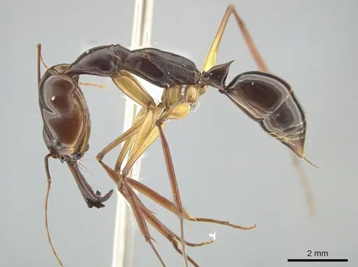 Odontomachus minangkabau specimen ZRC image zrc_ent00000653_3
