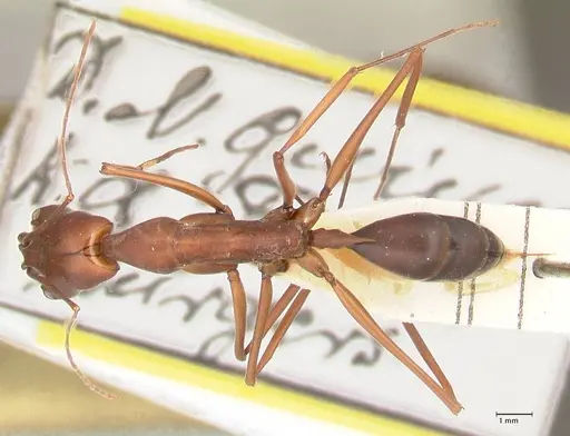Odontomachus montanus specimen FOCOL1064 image focol1064_1