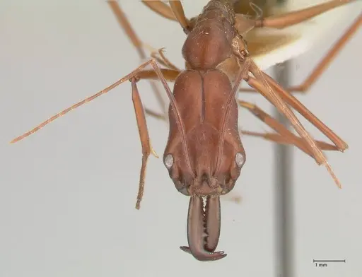 Odontomachus montanus specimen FOCOL1064 image focol1064_2