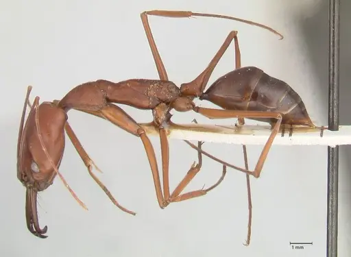 Odontomachus montanus specimen FOCOL1064 image focol1064_3