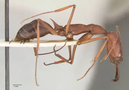 Odontomachus montanus specimen FOCOL1064 image focol1064_4