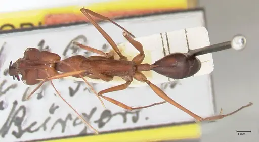 Odontomachus montanus specimen FOCOL1065 image focol1065_1