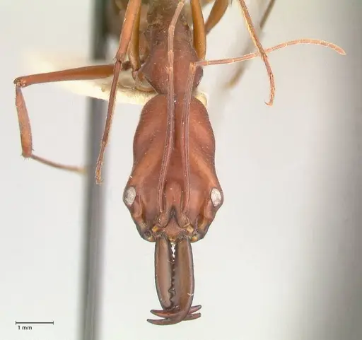 Odontomachus montanus specimen FOCOL1065 image focol1065_2