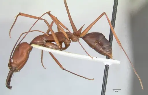 Odontomachus montanus specimen FOCOL1065 image focol1065_3