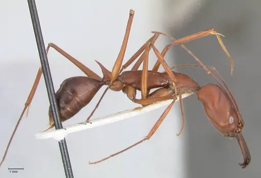 Odontomachus montanus specimen FOCOL1065 image focol1065_4