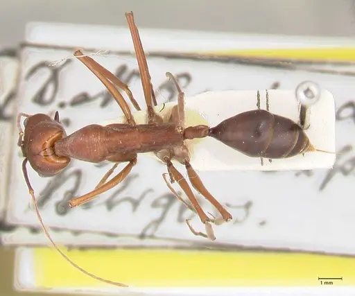 Odontomachus montanus specimen FOCOL1066 image focol1066_1
