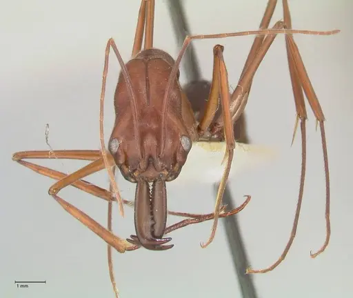 Odontomachus montanus specimen FOCOL1066 image focol1066_2