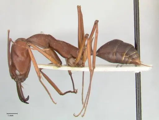 Odontomachus montanus specimen FOCOL1066 image focol1066_3