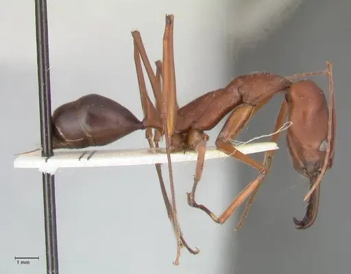 Odontomachus montanus specimen FOCOL1066 image focol1066_4