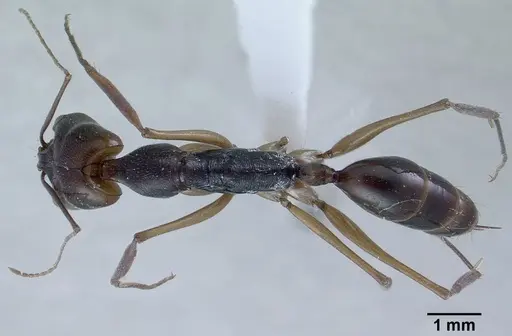 Odontomachus monticola specimen CASENT0179010 image casent0179010_1