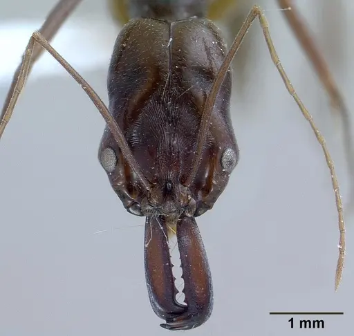 Odontomachus monticola specimen CASENT0179010 image casent0179010_2