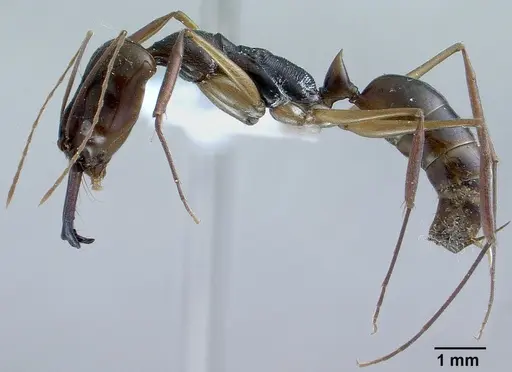 Odontomachus monticola specimen CASENT0179010 image casent0179010_3