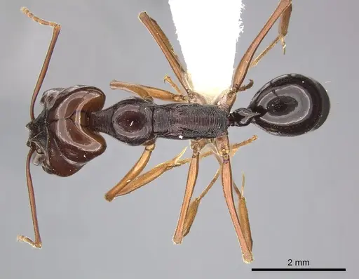Odontomachus monticola specimen CASENT0270621 image casent0270621_1