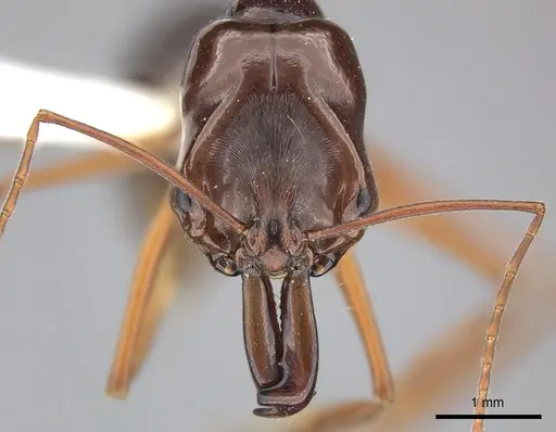 Odontomachus monticola specimen CASENT0270621 image casent0270621_2
