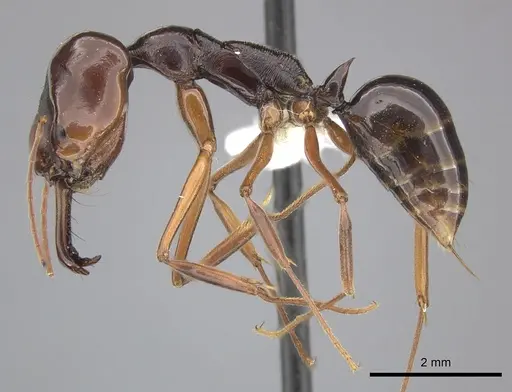 Odontomachus monticola specimen CASENT0270621 image casent0270621_3