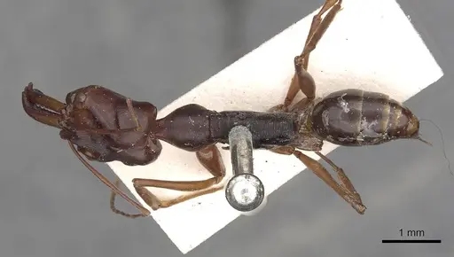 Odontomachus monticola specimen CASENT0900651 image casent0900651_1