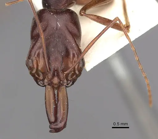 Odontomachus monticola specimen CASENT0900651 image casent0900651_2