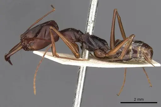 Odontomachus monticola specimen CASENT0900651 image casent0900651_3