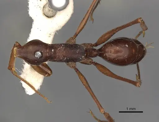 Odontomachus monticola specimen CASENT0900657 image casent0900657_1