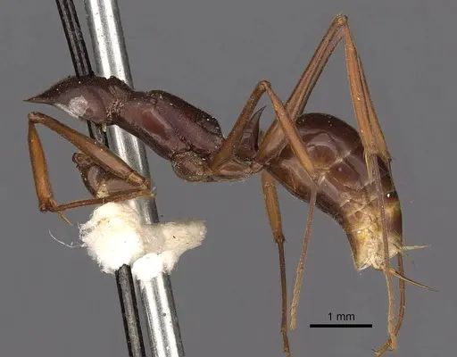 Odontomachus monticola specimen CASENT0900657 image casent0900657_2